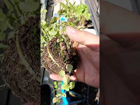 一年中楽しめるミントの植え方は？  庭園