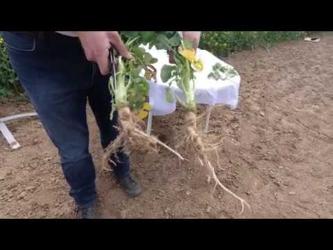 Lumiposa™: Pioneer Winterrapssaatgut mit insektizidem Beizschutz Lumiposa™