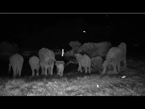 Djuma: Elephant herd with small ones get a night time drink - 01:12 - 04/04/19