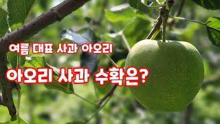 아오리 사과 수확 언제쯤 일까? 여름대표 사과 아오리 얼마나 컷는지  [사과수확]