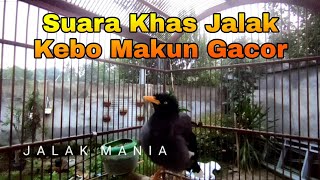 Download lagu Jalak Kebo Gacor Full Isian Untuk Pancingan Jalak Kebo Malas Bunyi Di Jamin Pasti Langsung Gacor mp3 Download lagu Jalak Kebo Gacor Full Isian Untuk Pancingan Jalak Kebo Malas Bunyi Di Jamin Pasti Langsung Gacor mp3