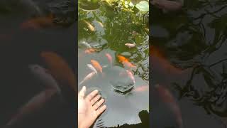 Download lagu Kolam ikan teras Rumah #shorts #short mp3 Download lagu Kolam ikan teras Rumah #shorts #short mp3