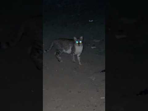 #cat #shortvideo #shortsfeed #shorts #short #youtubeshorts #ytshorts #trending #viral #viralvideo