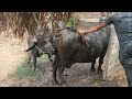 Buffalo Breeding Process In Village Educational Video For Farmers Nature Tracks