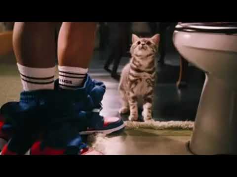 Shot on IPhone meme (pussy-cat)