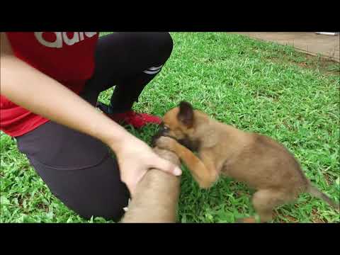 FunSmart SUPER BUZZ V6