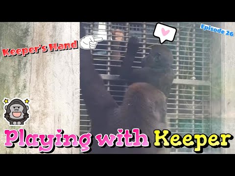 Gorillas Playing Games with Keeper!