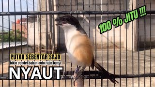 Download lagu cendet gacor MEWAH full BONGKAR ISIAN,, PANCINGAN CENDET AGAR BUNYI bikin BURUNG PENTET GACOR AKTIF mp3