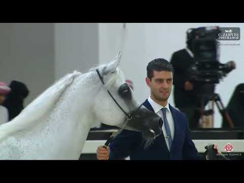 N 135 EL SALIMA   GCAT Abu Dhabi 2026   Senior Mares   Section B Class 3B