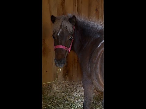Woman fights to keep miniature horse as local therapy animal