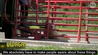 Polish slaughterhouse horror (Viva! Poland footage with English subtitles)