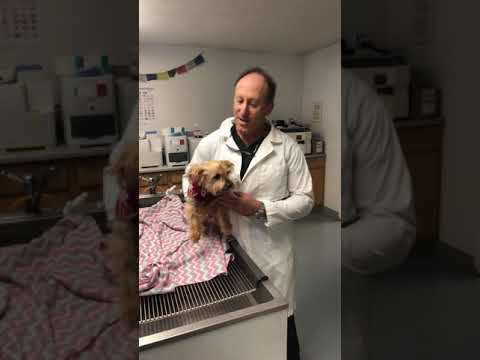 Cute Cat and Dog after Dental procedures and laboratory Testing