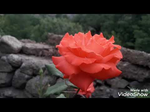 Beautiful flowers of my home garden.