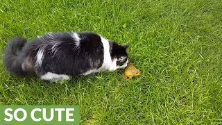 Cat befriends bullfrog