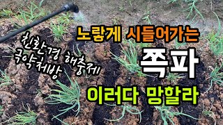 쪽파 잎이 노랗게 말라요 / 친환경 해충제 극양처방 / 장녹나물, 쑥, 은행 추출물 / 쪽파 농사 힘드네요.