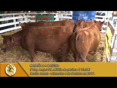 04-10-17 Venta de Vaquillonas Angus P.C. - Cabaña La Cassina - Benito Juarez.