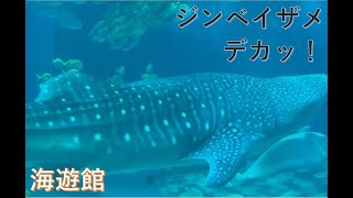 海遊館　子供も大満足　凄い数の魚がいっぱい