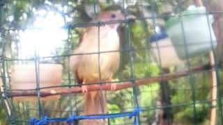 Download lagu Suara pikat burung kapas tembak mp3