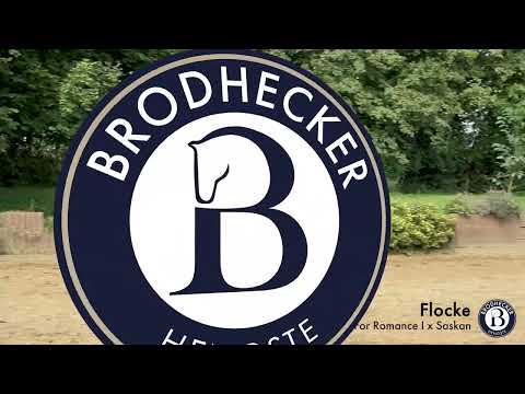 Flocke - Stute - 2018 geboren (For Romance I x Saskan)