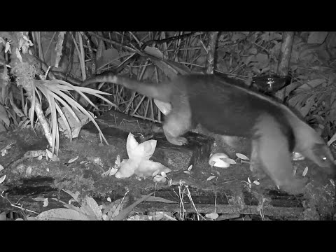 An Anteater Visits The Panama Fruit Feeder – Dec 30, 2019