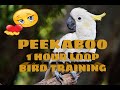 Peekaboo 1 Hour Loop for Bird Training to Talk