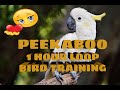Peekaboo 1 Hour Loop For Bird Training To Talk