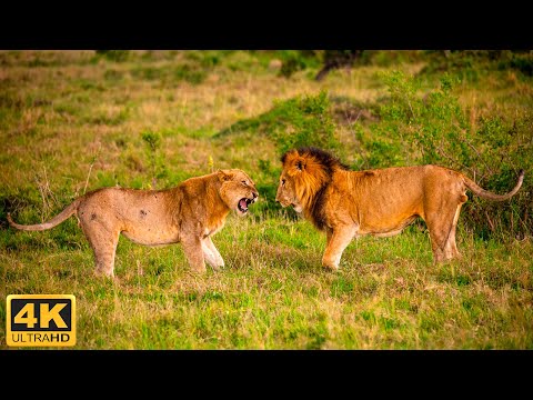 4K Wildlife: Most Complete Documentary About African Wildlife | Lion, Elephant, Hippo, Hyena....