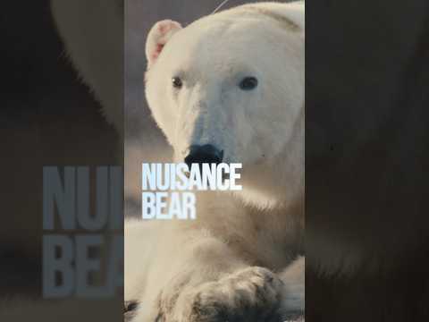 NUISANCE BEAR (Official Trailer)