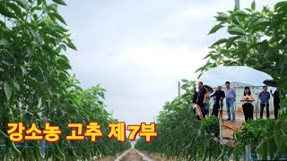 [고추 제7부] 이렇게 굵고 일정할 수 있나