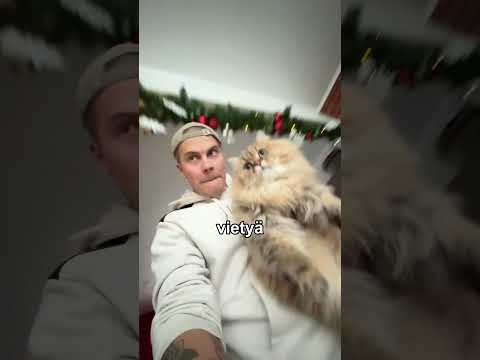 Testataan toimiiko itse rakennettu lelu kissoille 🧐