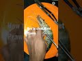 How to clean Giant Prawns