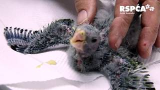 It’s feeding time for two baby rosella chicks