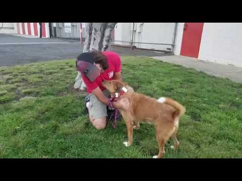 Treble, an adopted Shiba Inu & Irish Terrier Mix in San Diego, CA_image-1