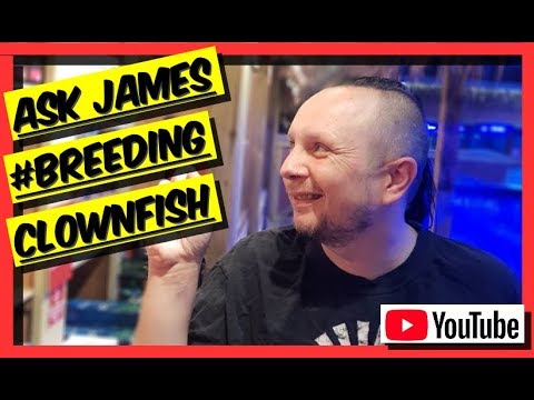 All You Need To Know About BREEDING CLOWNFISH. Ask James