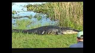 preview picture of video 'George the Alligator VS. Fisherman at Loxahatchee Wildlife Refuge'