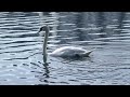 Orlando To Relocate Iconic Lake Eola Swans After Avian Flu Kills 29 Birds