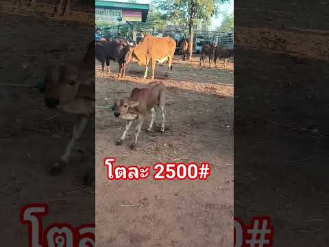 #วัว #โคกระบือ #ตลาดนัดโคกระบือ #cow #bullfarm #ราคาวัววันนี้  #bull #baffalo #ฟีด #คนเลี้ยงวัว