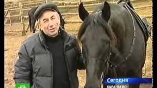 preview picture of video 'НТВ о генетическом паспорте Карачаевских лошадей'