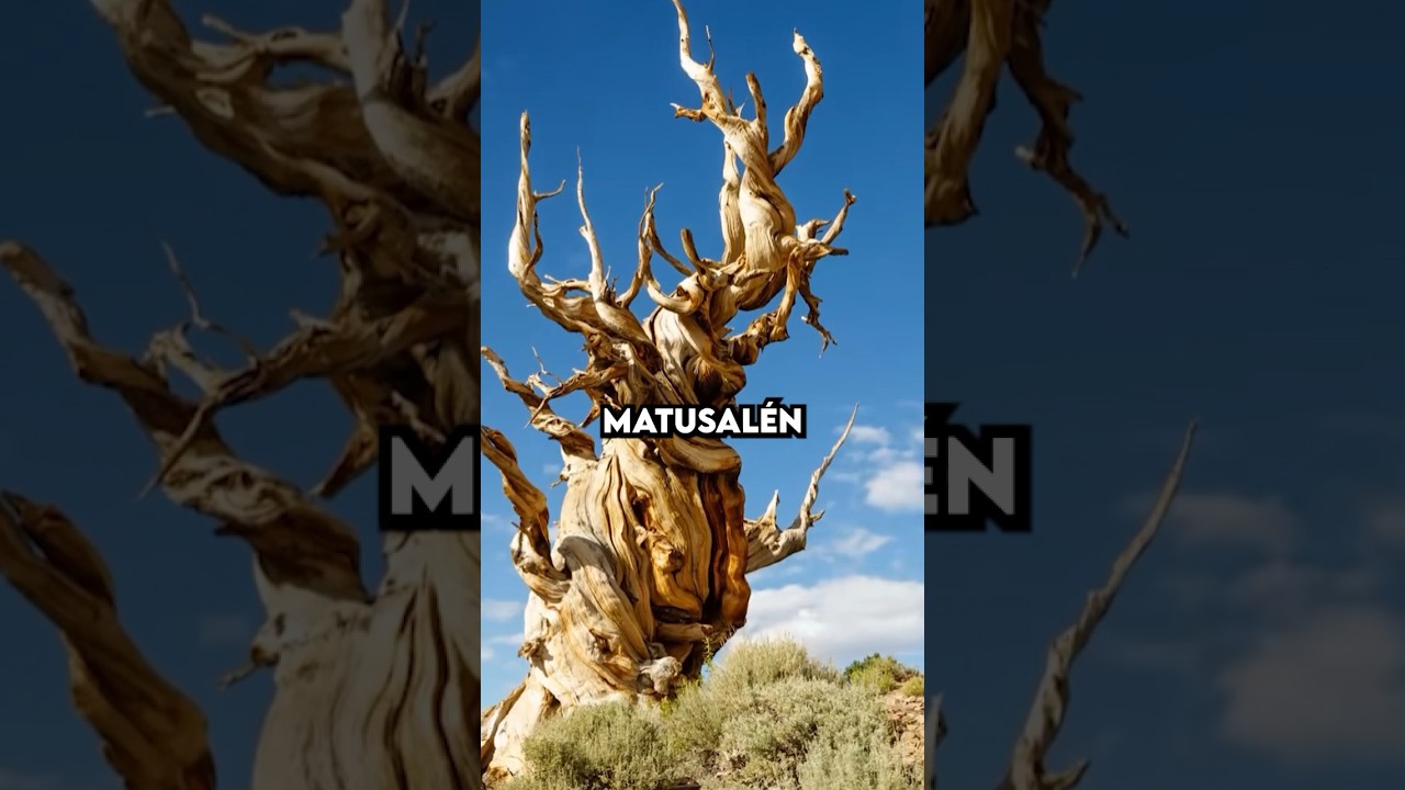 El árbol más antiguo del mundo 🌳🌲
