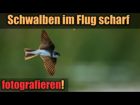 Photograph sand martins in flight 📷 sharp and with a resolved background!