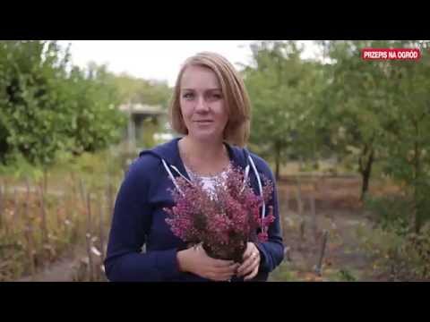 Jak przygotować wrzosowisko