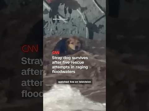 Stray dog survives after five rescue attempts in raging floodwaters