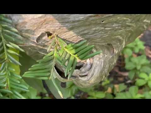 Active Hornets Nest Hiding in the Bush in Brielle, NJ