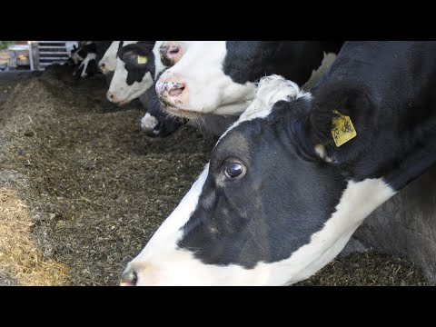 Milchkuh-Fütterungstalk // Digital Day