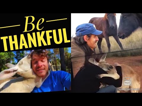 Learn life lessons from animals- Be thankful/Be grateful (Part 1)