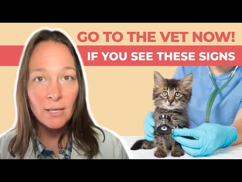 Top 10 Signs Your Cat is Having an Emergency