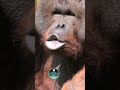 Listen To The Amazing Orangutan Vocalizations Kiss Squeaks Long Call And Grumbles