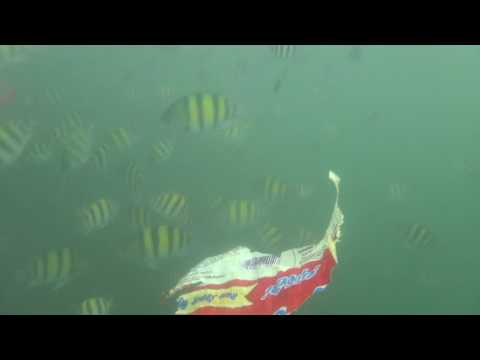 Ikan Hias di Pantai Timur Pangandaran