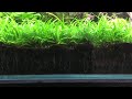 Carib Sea Eco Complete Planted Aquarium