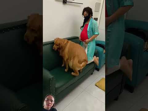 #funny #retreiver #dog #comedy #pets #animals #cat #cute #shortvideo #shorts #humor #aww